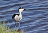 Black-necked Stiltborder=